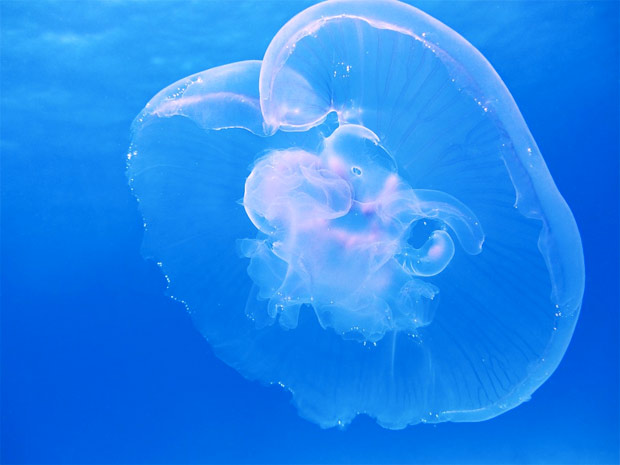 méduse géante